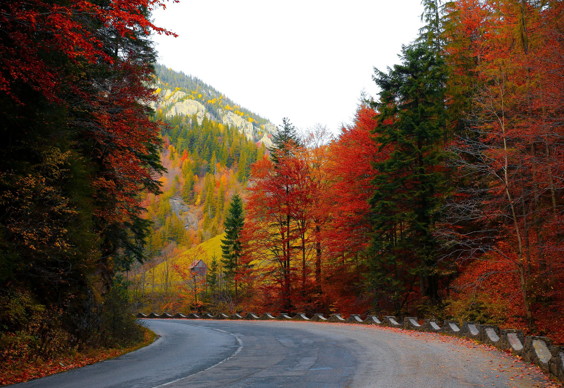 Autumn Forest Nature Landscape